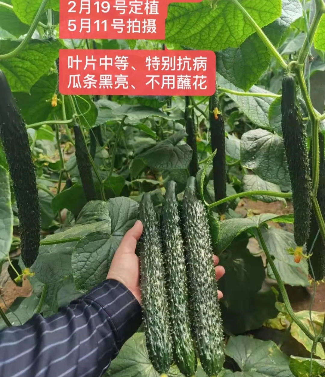 德州黄瓜种子（系列）